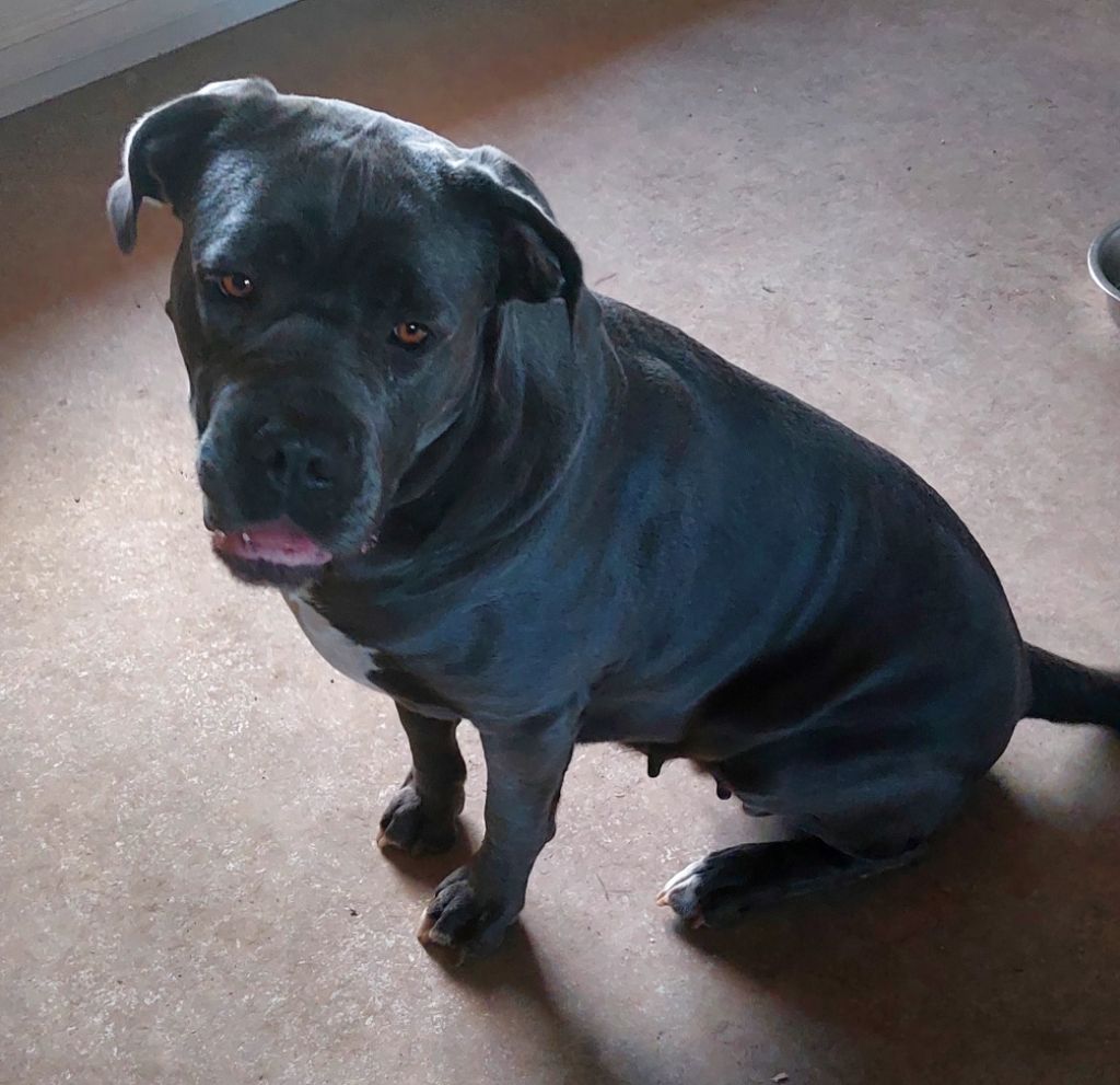 Photos de la femelle cane corso dite PRISKA