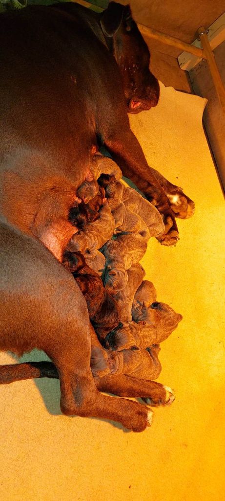 Photos et vidéos de la portée 2021 cane corso dite PRISKA