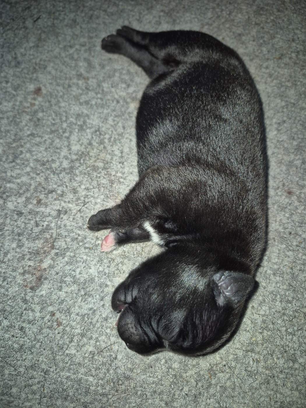Del Aliento Del Dragon - Chiots disponibles - Staffordshire Bull Terrier