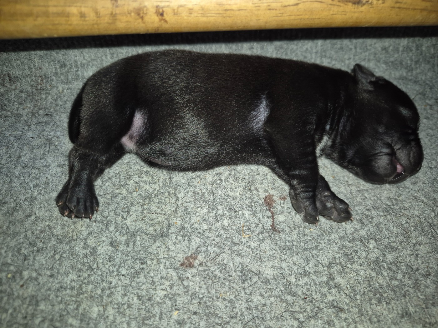 Del Aliento Del Dragon - Chiots disponibles - Staffordshire Bull Terrier