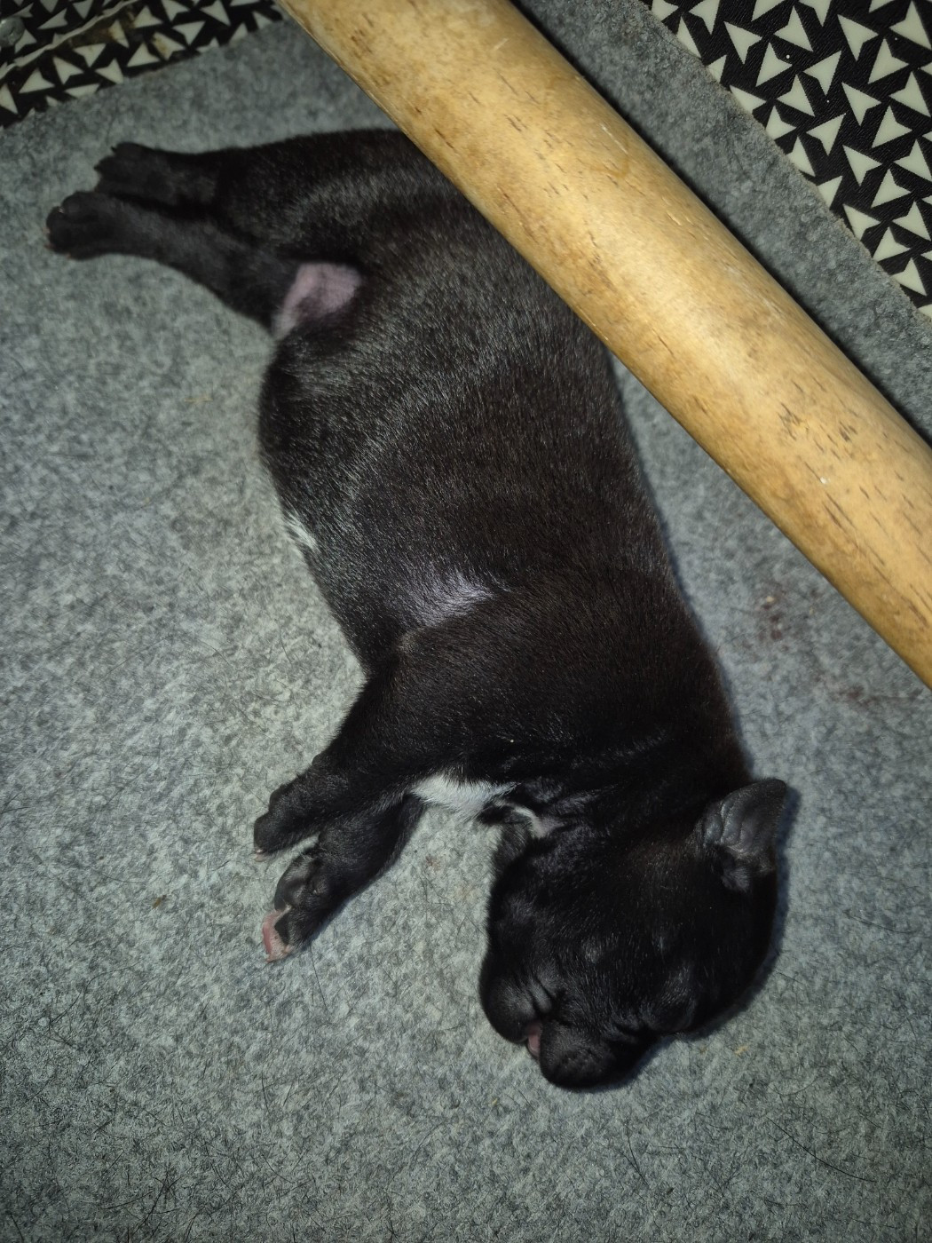 Del Aliento Del Dragon - Chiots disponibles - Staffordshire Bull Terrier