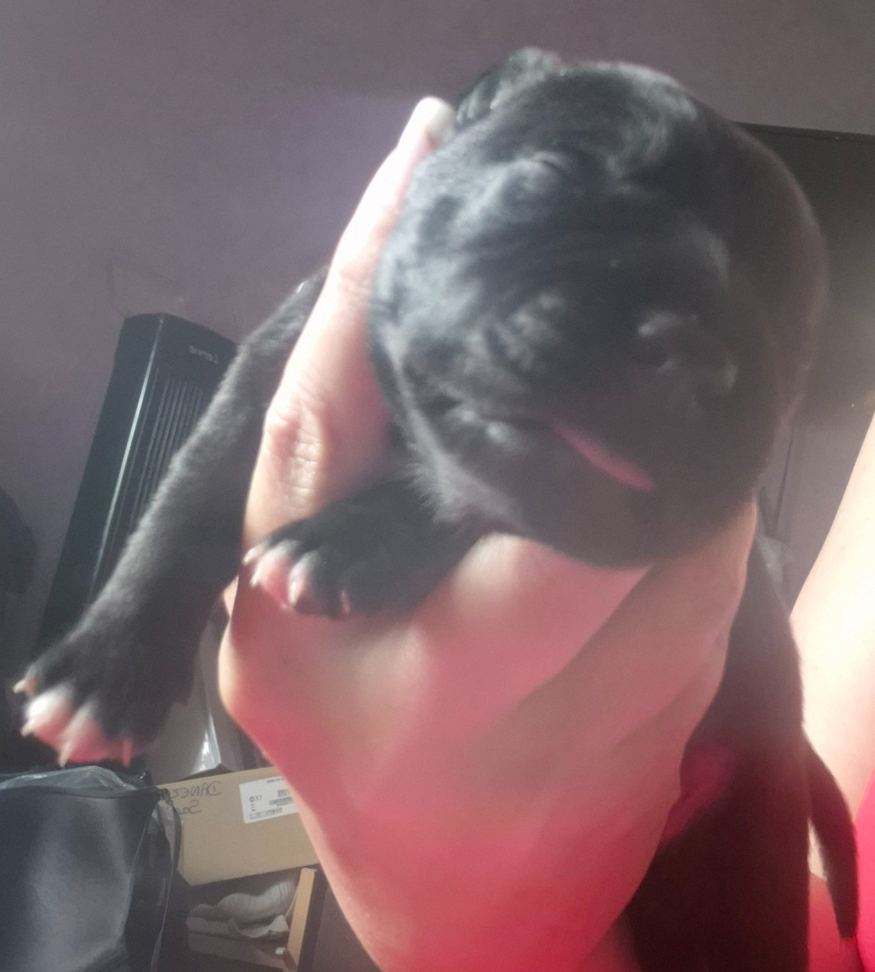 Del Aliento Del Dragon - Chiots disponibles - Staffordshire Bull Terrier