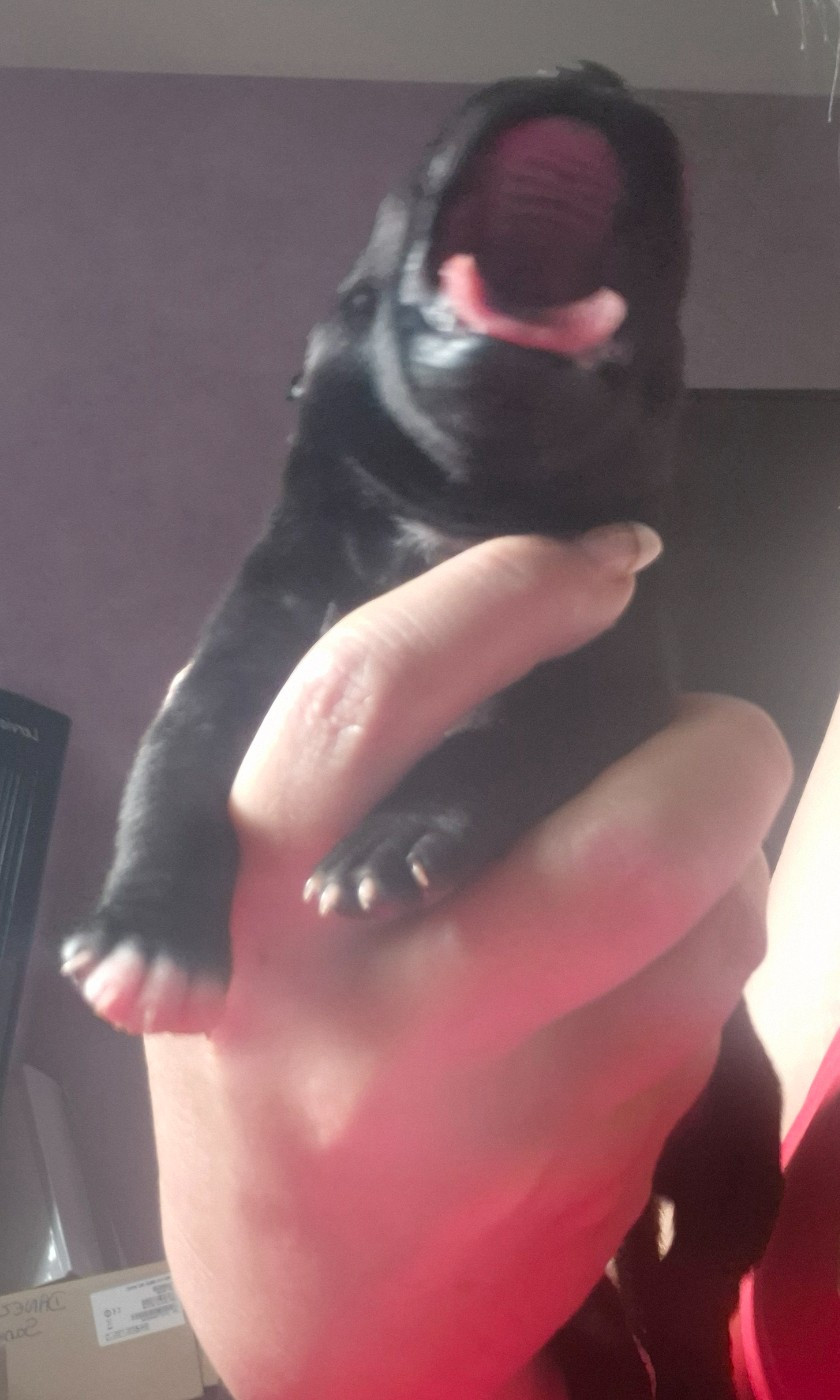 Del Aliento Del Dragon - Chiots disponibles - Staffordshire Bull Terrier