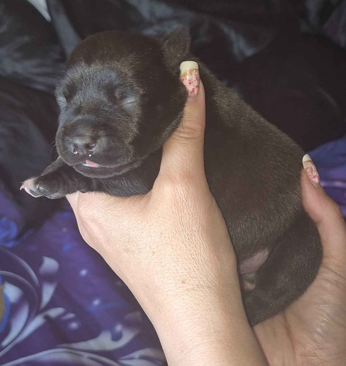 Del Aliento Del Dragon - Chiots disponibles - Staffordshire Bull Terrier