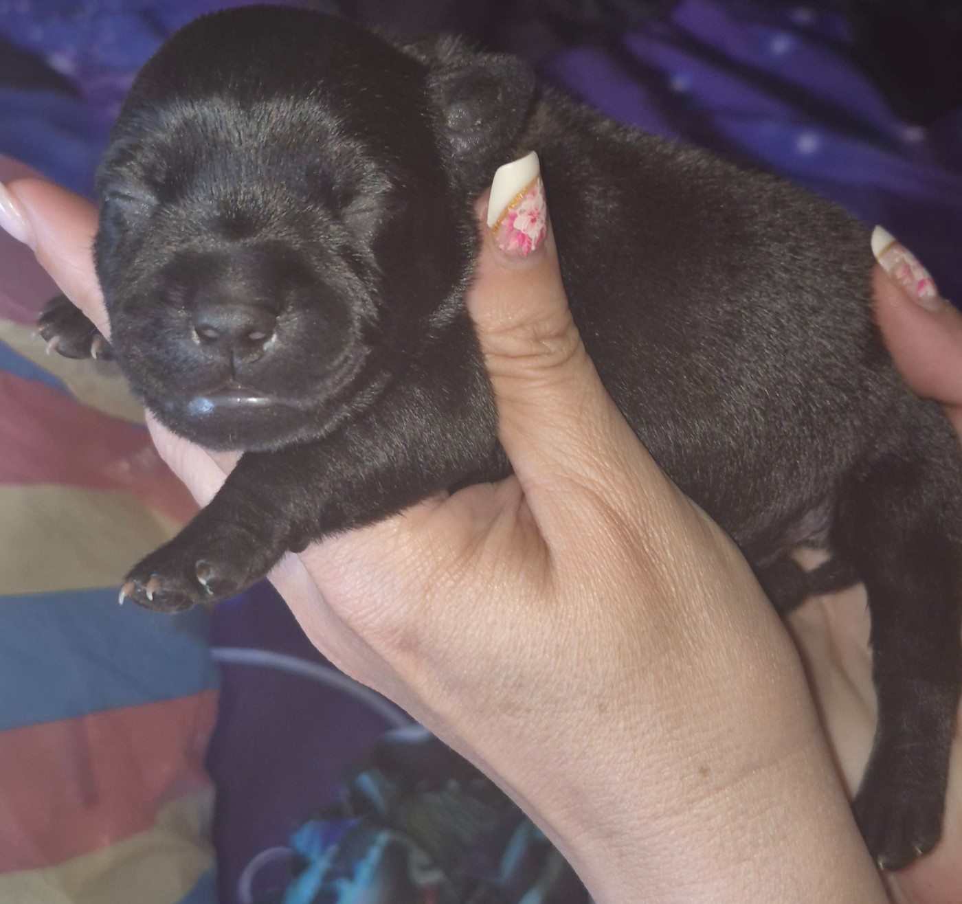 Del Aliento Del Dragon - Chiots disponibles - Staffordshire Bull Terrier