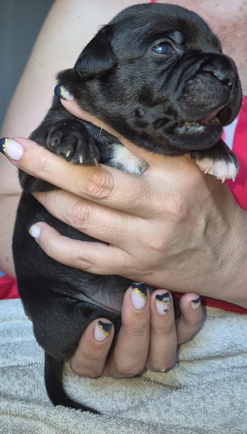 Del Aliento Del Dragon - Chiots disponibles - Staffordshire Bull Terrier