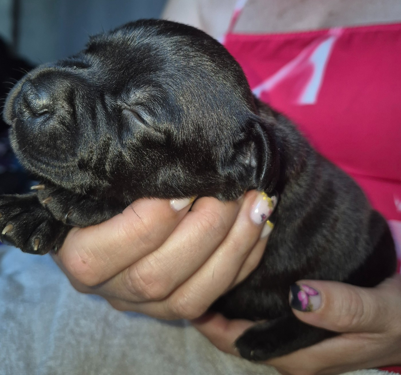 Del Aliento Del Dragon - Chiots disponibles - Staffordshire Bull Terrier