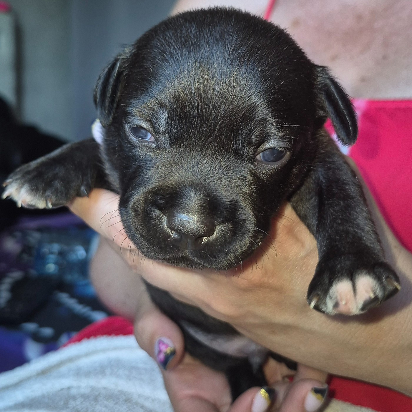 Del Aliento Del Dragon - Chiots disponibles - Staffordshire Bull Terrier