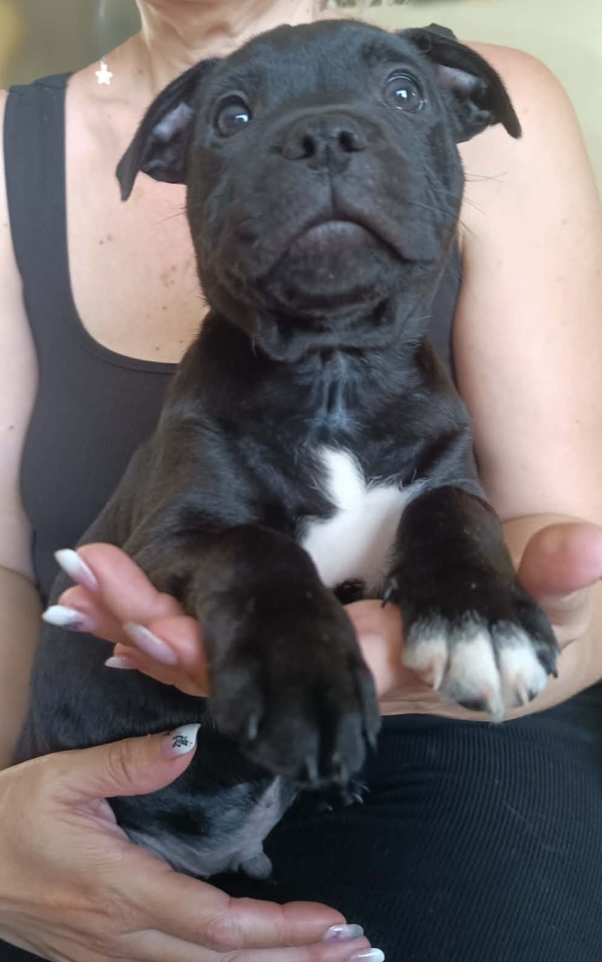Del Aliento Del Dragon - Chiots disponibles - Staffordshire Bull Terrier