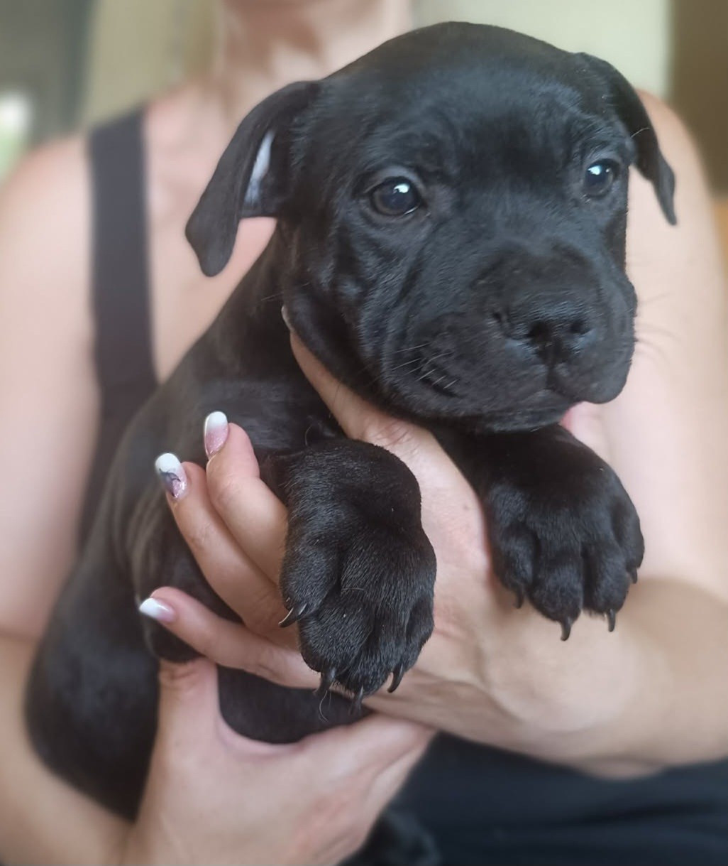 Del Aliento Del Dragon - Chiots disponibles - Staffordshire Bull Terrier