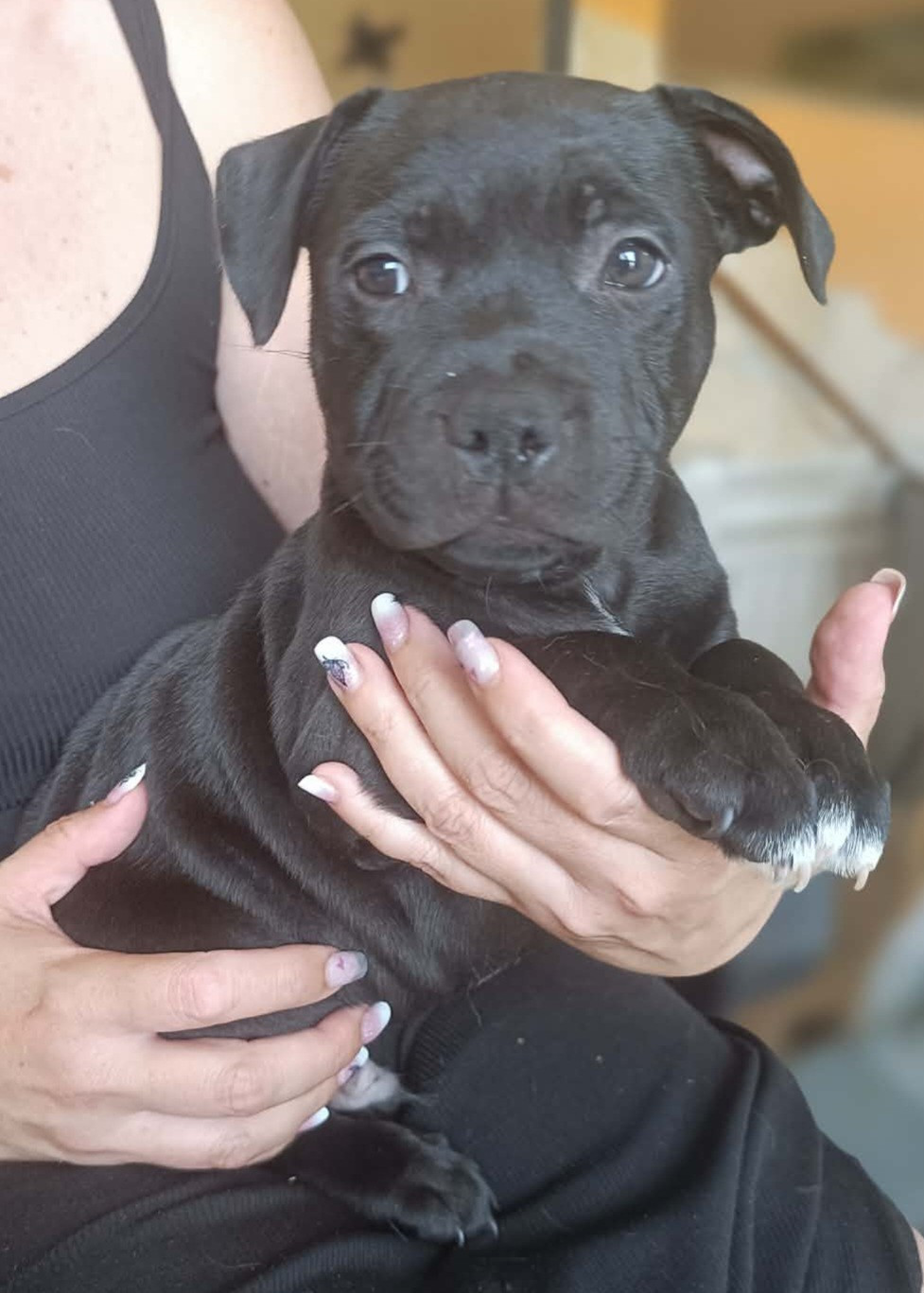 Del Aliento Del Dragon - Chiots disponibles - Staffordshire Bull Terrier